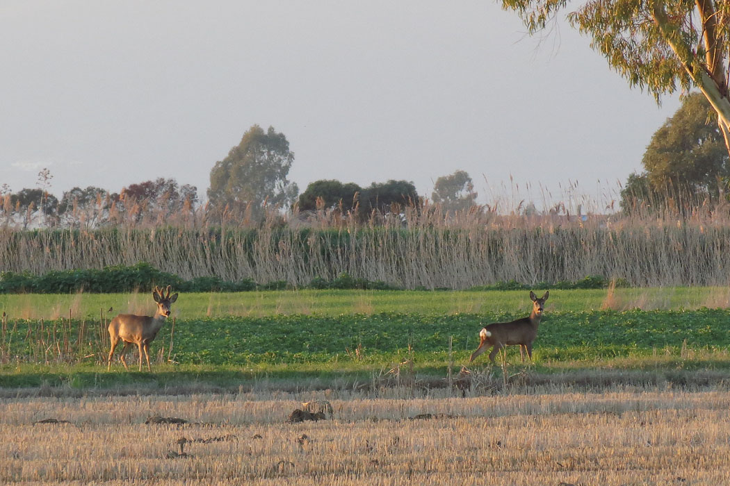 Capreolus capreolus - [it] coppia di caprioli sorpresi all'alba [en] Couple of roe deers at dawn